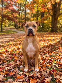Ivy -  Pit Bull Terrier Dog for Adoption in Shelbyville, Kentucky - Ivy | PetCurious