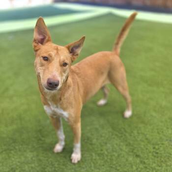 Taz -  Australian Cattle Dog Blue Heeler and Labrador Retriever Dog for Adoption in Fairfield, Connecticut - Taz | PetCurious
