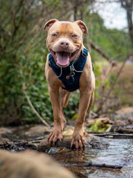 Mixed Breed Dogs Available for Adoption in Chamblee, Georgia - Hurando- IN FOSTER | PetCurious