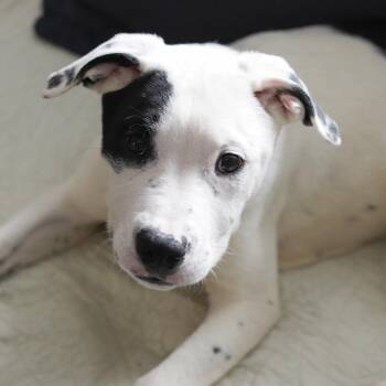 Pit Bull Terrier Dogs Available for Adoption - Abe | PetCurious