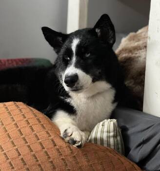 Sevro -  Husky Dog for Adoption in Harrison, New York - Sevro | PetCurious