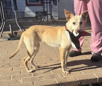 Rescue Retriever Dogs for Adoption in Holbrook, New York - FAITH | PetCurious