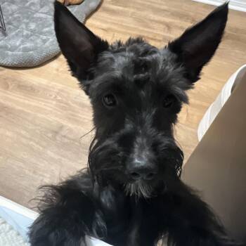 Jacques -  Miniature Schnauzer Dog for Adoption in Baton Rouge, Louisiana - Jacques | PetCurious