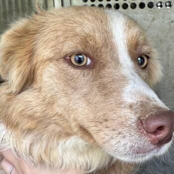 Border Collie Dogs Available for Adoption - Lacey | PetCurious