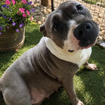 MAGNOLIA -  Pit Bull Terrier Dog for Adoption in Fosters, Alabama - MAGNOLIA | PetCurious