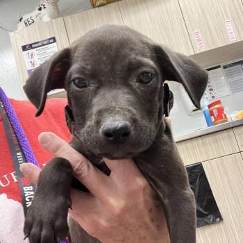 Sienna -  Mixed Breed Dog for Adoption in Chattanooga, Tennessee - Sienna | PetCurious