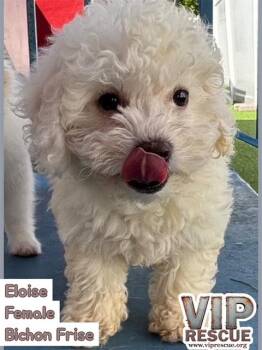 Eloise /Redington Beach -  Bichon Frise Dog for Adoption in Redington Beach, Florida - Eloise /Redington Beach | PetCurious