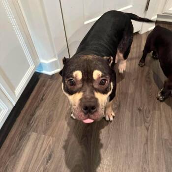 Beastie Boy -  English Bulldog Dog for Adoption in Jarrettsville, Maryland - Beastie Boy | PetCurious
