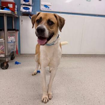 Palmer -  Mixed Breed Dog for Adoption in Indianapolis, Indiana - Palmer | PetCurious
