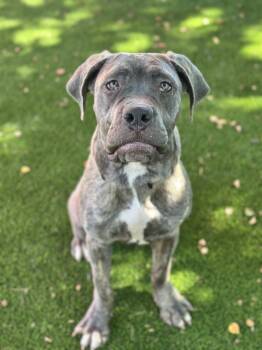 Rescue Cane Corso Dogs for Adoption in Glendale, Arizona - Ziva | PetCurious