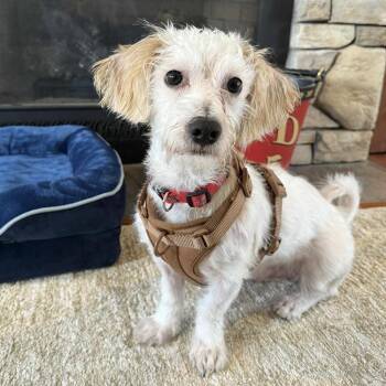 Maltese Dogs Available for Adoption - Yeti | PetCurious