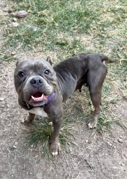 Nova --Courtesy Post. Out of town pet. See below for details-- -  Pit Bull Terrier Dog for Adoption in Eagle, Idaho - Nova --Courtesy Post. Out Of Town Pet. See Below For Details-- | PetCurious
