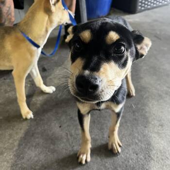 Terrier Dogs Available for Adoption in Tampa, Florida - Brownie | PetCurious