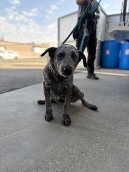 Thalia -  Cattle Dog and Mixed Breed Dog for Adoption in Fresno, California - Thalia | PetCurious