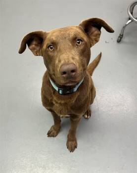 Brownie -  Chocolate Labrador Retriever Dog for Adoption in Phoenix, Oregon - Brownie | PetCurious