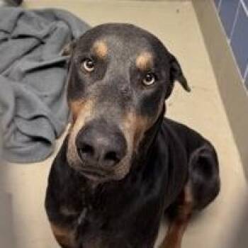 Choochoo -  Doberman Pinscher Dog for Adoption in Austin, Texas - Choochoo | PetCurious