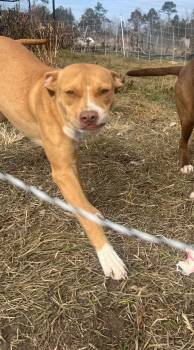 Rescue Mixed Breed Dogs for Adoption in Thomasville, Alabama - Tiny | PetCurious