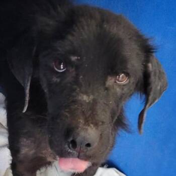 Mixed Breed Dogs Available for Adoption in Las Cruces, New Mexico - 106091 | PetCurious
