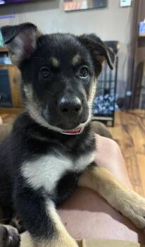 Opal -  Mixed Breed Dog for Adoption in Sioux Falls, South Dakota - Opal | PetCurious