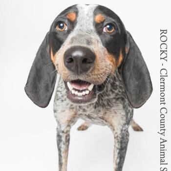 Rocky -  Bluetick Coonhound Dog for Adoption in Batavia, Ohio - Rocky | PetCurious