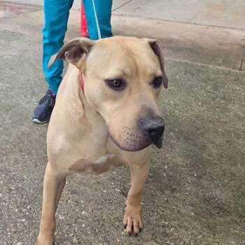 Burrito -  Mixed Breed Dog Available for Adoption in Titusville, Florida - Burrito | PetCurious