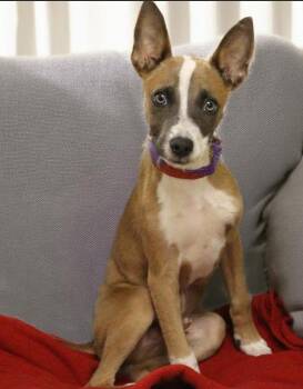 Ben in TX -  Rat Terrier Dog for Adoption in Cranston, Rhode Island - Ben In TX | PetCurious