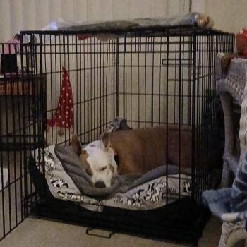 Gracie Lou -  American Staffordshire Terrier Dog for Adoption in Monroe, Michigan - Gracie Lou | PetCurious