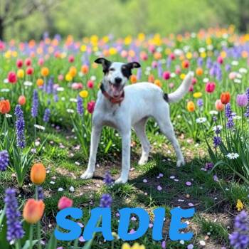 Sadie -  Portuguese Podengo Dog for Adoption in Brockton, Massachusetts - Sadie | PetCurious