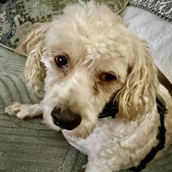 Cavachon Dogs Available for Adoption in Plano, Texas - Muenster | PetCurious