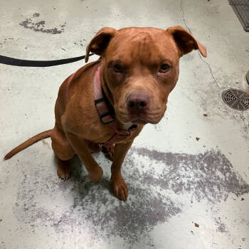 Rescue Pit Bull Terrier Dogs for Adoption in Valdosta, Georgia - Casper | PetCurious