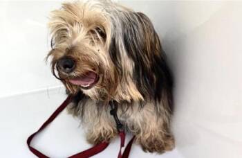 A661089 -  Yorkshire Terrier Dog for Adoption in Houston, Texas - A661089 | PetCurious