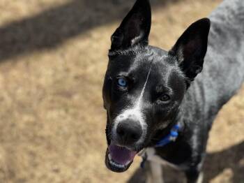 Husky Dogs Available for Adoption in Denver, Colorado - Bailey Ann | PetCurious