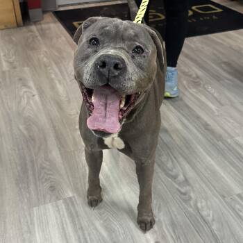 Rescue Pit Bull Terrier and Bulldog Dogs for Adoption in Roswell, Georgia - Chopper | PetCurious