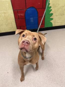 Pit Bull Terrier and Mixed Breed Dogs Available for Adoption - MIMI | PetCurious