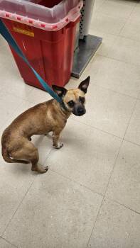 Chihuahua and Pug Dogs Available for Adoption in Bossier City, Louisiana - Arthur | PetCurious