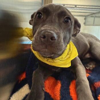 Mixed Breed Dogs Available for Adoption - Camilla | PetCurious