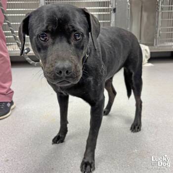 Labrador Retriever Dogs Available for Adoption - Felisha | PetCurious