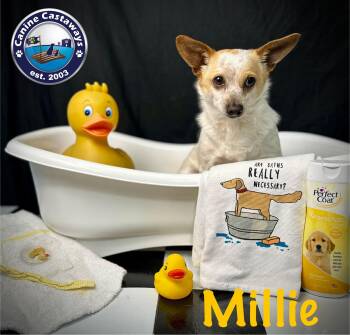 Rescue Chihuahua Dogs for Adoption in Arcadia, Florida - Millie | PetCurious
