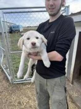 Great Pyrenees and Maremma Sheepdog Dogs Available for Adoption - Nova | PetCurious
