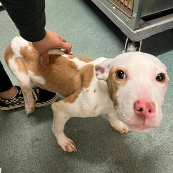 Mixed Breed Dogs Available for Adoption - Solace | PetCurious