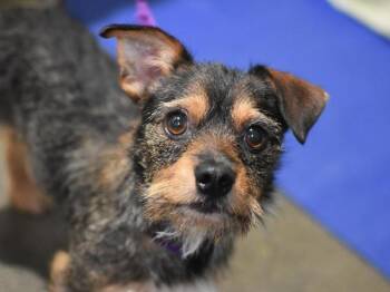 Tempura -  Terrier Dog for Adoption in Portland, Oregon - Tempura | PetCurious