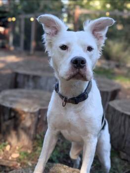 Bentley -  Border Collie and Pit Bull Terrier Dog for Adoption in Buckley, Washington - Bentley | PetCurious