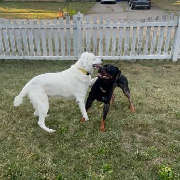 Rescue Rottweiler Dogs for Adoption in Springboro, Ohio - Gizmo | PetCurious