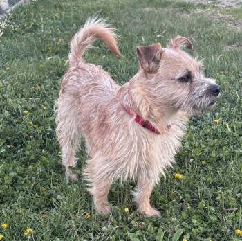 Terrier Dogs Available for Adoption in Brooklyn Center, Minnesota - Duncan | PetCurious