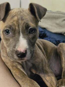 Mixed Breed Dogs Available for Adoption in Orlando, Florida - Athena | PetCurious