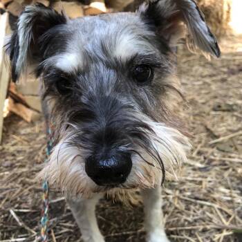 Rescue Miniature Schnauzer Dogs for Adoption in Homer Glen, Illinois - Buddy: Needs Sponsors! | PetCurious