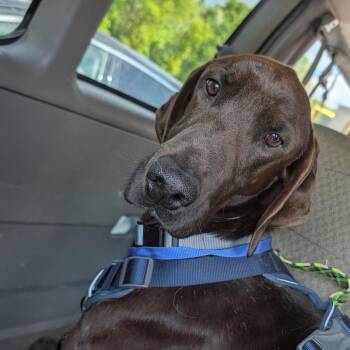 Doberman Pinscher and Mixed Breed Dogs Available for Adoption in Melbourne, Kentucky - Oak | PetCurious