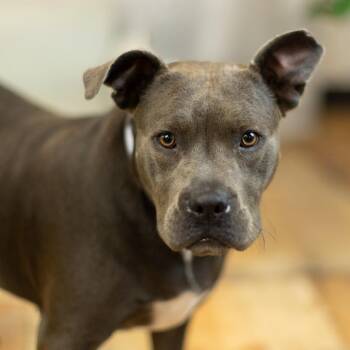 Pit Bull Terrier Dogs Available for Adoption in East St. Louis, Illinois - Cocoa Bean | PetCurious