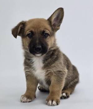 Corgi and German Shepherd Dog Dogs Available for Adoption - Butterscotch | PetCurious