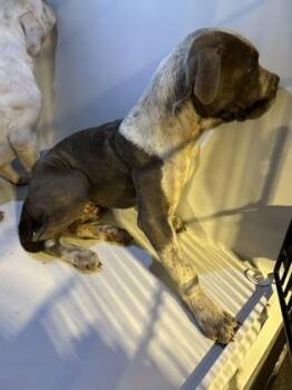 Hank -  Fox Terrier and Mixed Breed Dog for Adoption in Atlanta, Georgia - Hank | PetCurious